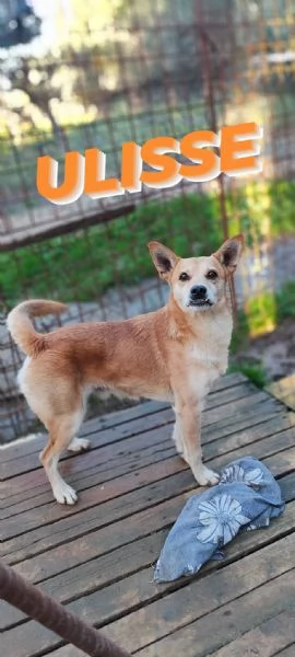 Ulisse un cagnetto allegro in cerca di casa 