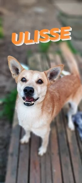 Ulisse un cagnetto allegro in cerca di casa  | Foto 0