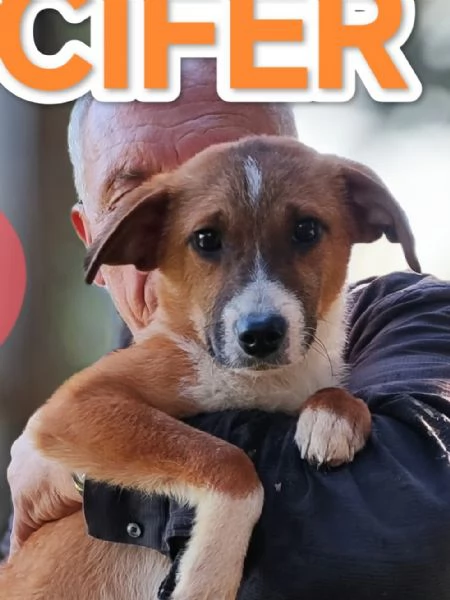 Lucifero cucciolo di sei mesi in cerca di casa  | Foto 2