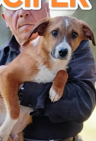 Lucifero cucciolo di sei mesi in cerca di casa  | Foto 1