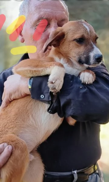 Lucifero cucciolo di sei mesi in cerca di casa  | Foto 0