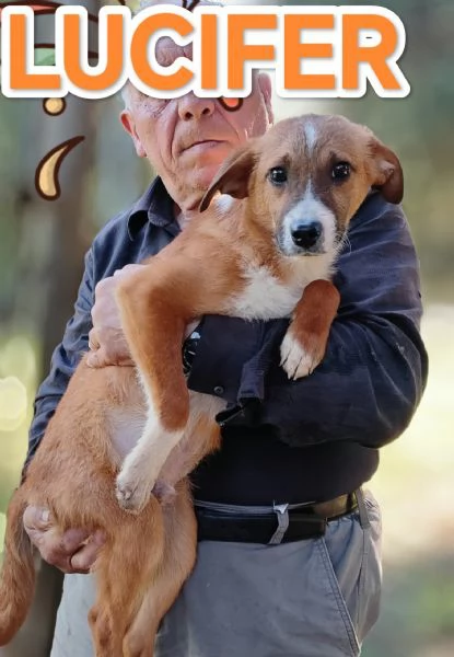 Lucifero cucciolo di sei mesi in cerca di casa 