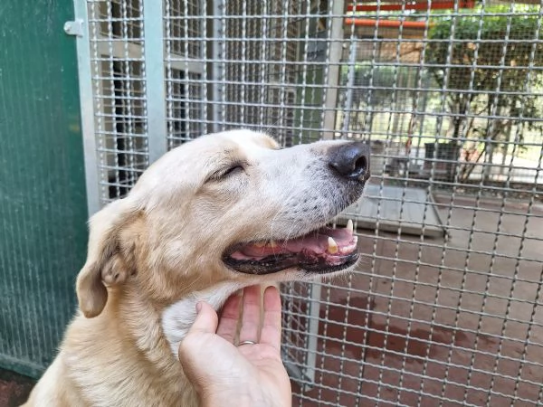 Pippo ,5 anni ,cerca amore  | Foto 6