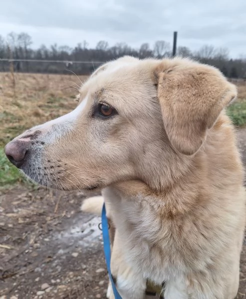 Pippo ,5 anni ,cerca amore  | Foto 5