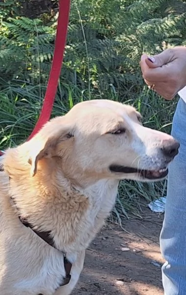 Pippo ,5 anni ,cerca amore  | Foto 4