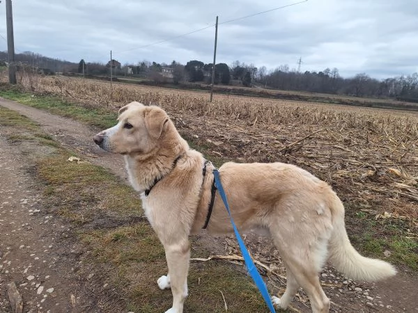 Pippo ,5 anni ,cerca amore  | Foto 3