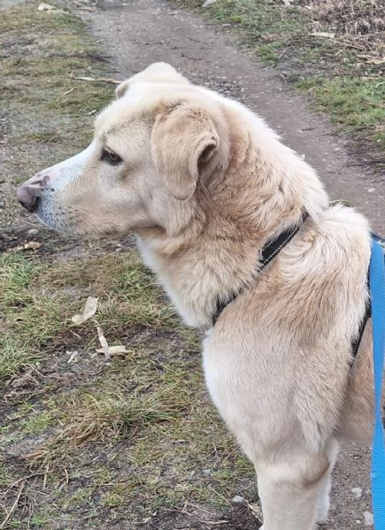 Pippo ,5 anni ,cerca amore  | Foto 2