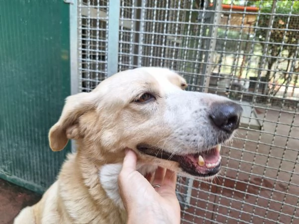 Pippo ,5 anni ,cerca amore  | Foto 1