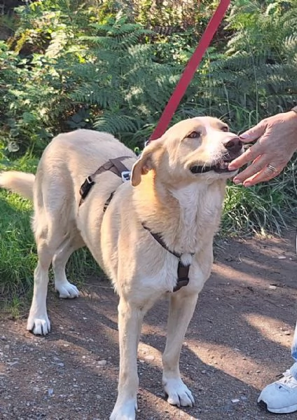 Pippo ,5 anni ,cerca amore  | Foto 0