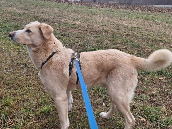 Pippo ,5 anni ,cerca amore 