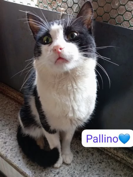 Gatti adulti maschi e femmine in adozione | Foto 6