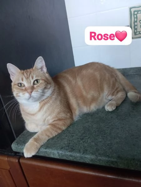 Gatti adulti maschi e femmine in adozione | Foto 2