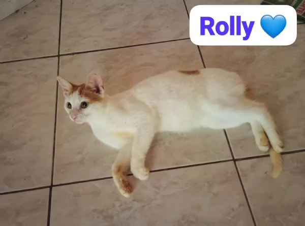 Gatti adulti maschi e femmine in adozione | Foto 1