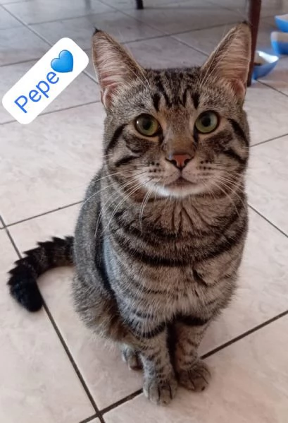 Gatti adulti maschi e femmine in adozione | Foto 0