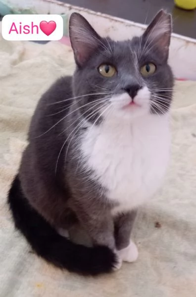 Gatti adulti maschi e femmine in adozione