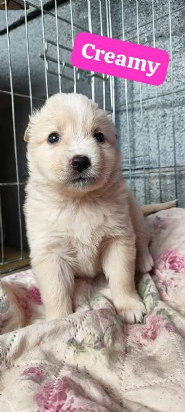 Creamy cerca casa | Foto 3