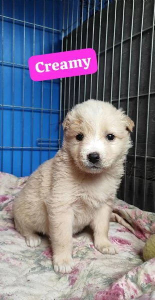 Creamy cerca casa | Foto 1