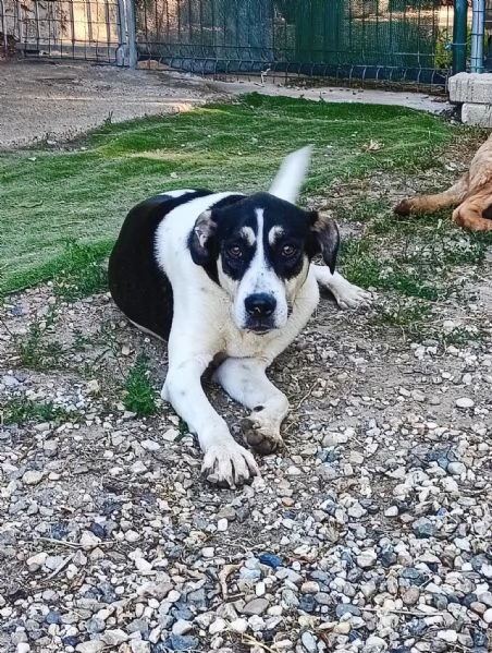Luna cerca casa | Foto 3