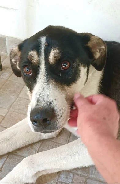 Luna cerca casa