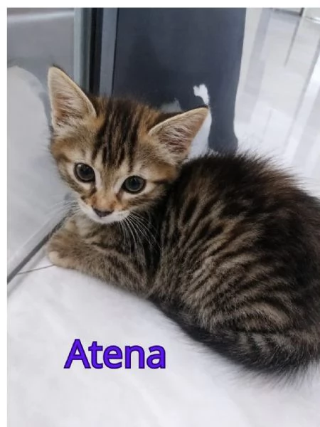 Gattine di due mesi in adozione  | Foto 1