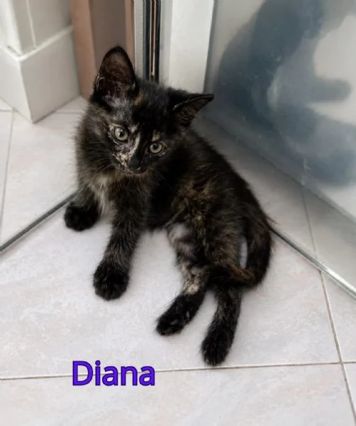 Gattine di due mesi in adozione  | Foto 0