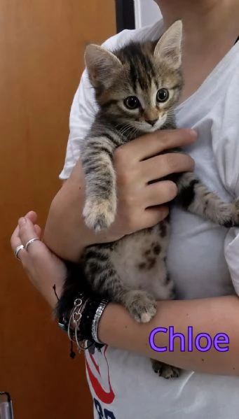 Gattine di due mesi in adozione 