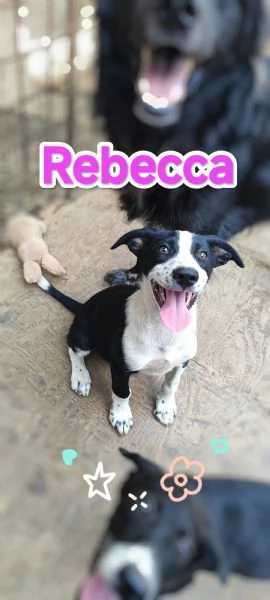 Rebecca una cucciola  e tutta una vita da vivere  | Foto 1