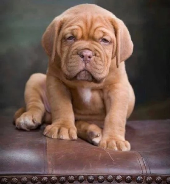 Regalo Cuccioli di dogue de bordeaux  Disponibili 5 splendidi cuccioli di dogue de bordeaux 3 maschi