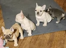 Cuccioli di Bulldog francese
