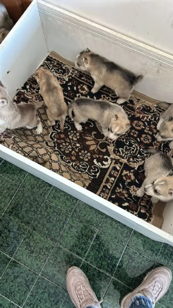 Vendita cuccioli Siberian Husky | Foto 6