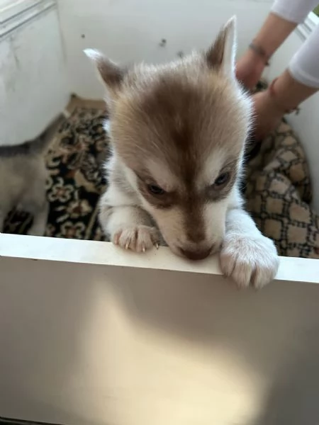 Vendita cuccioli Siberian Husky | Foto 2