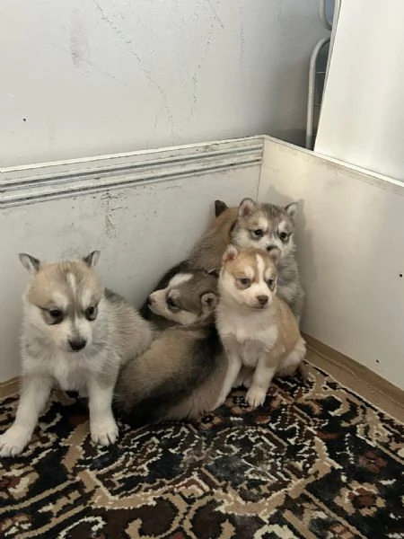 Vendita cuccioli Siberian Husky | Foto 1