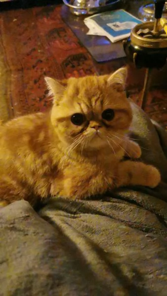 Exotic shorthair maschietto  | Foto 0