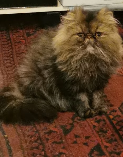 Persiano con pedigree 