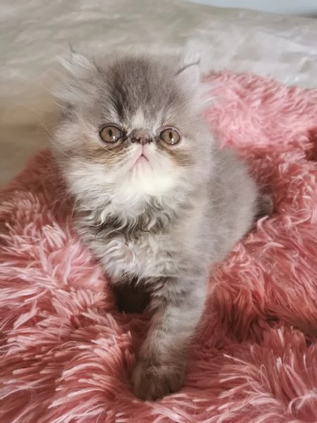 Cucciola persiana blu crema
