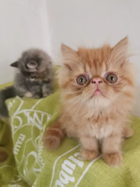 Cuccioli persiani rossi | Foto 1
