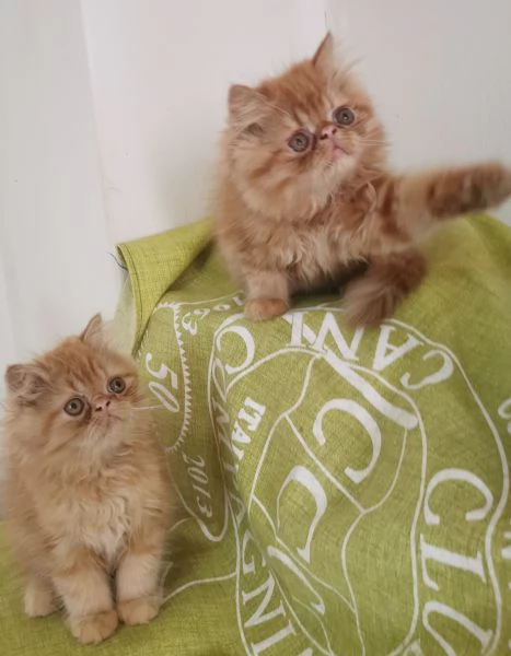 Cuccioli persiani rossi | Foto 0