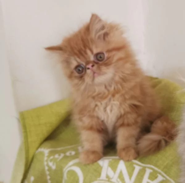 Cuccioli persiani rossi