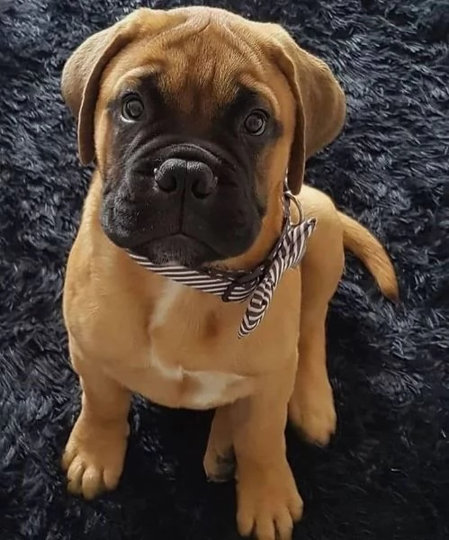  Regalo abbiamo cuccioli di BullMastiff sono BullMastiff di dimensioni . sono registrati AKC. sono m