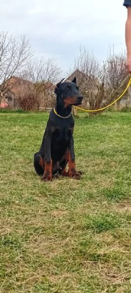 Dobermann cuccioli in vendita | Foto 6