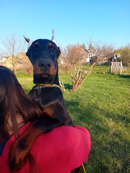 Dobermann cuccioli in vendita | Foto 5