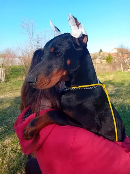 Dobermann cuccioli in vendita | Foto 4