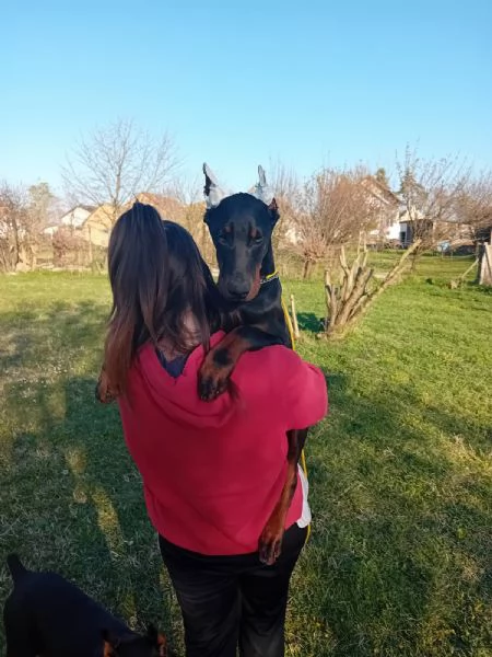 Dobermann cuccioli in vendita