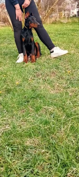 Dobermann cuccioli in vendita | Foto 3