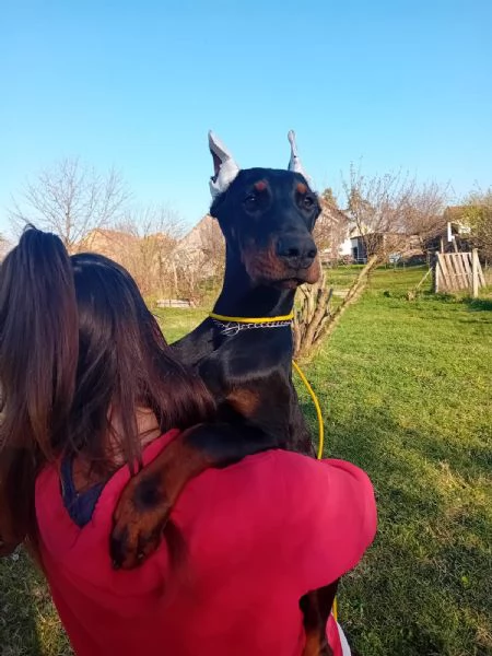 Dobermann cuccioli in vendita | Foto 2