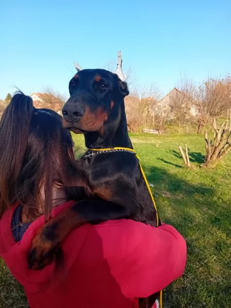 Dobermann cuccioli in vendita | Foto 1