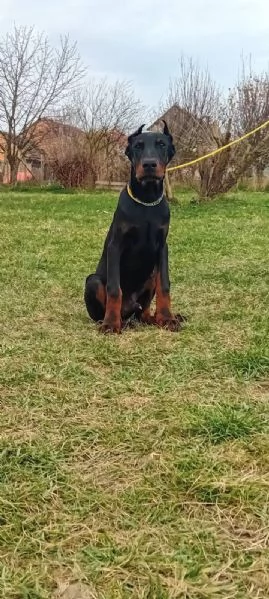 Dobermann cuccioli in vendita | Foto 0