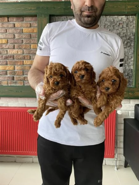 Regalo cuccioli Barboncino | Foto 1
