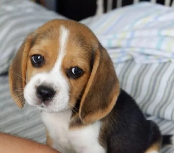 Regalo cuccioli di Beagle cuccioli di Beagle , ancora disponibili un maschio e una femmina . I cucci