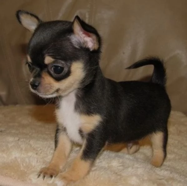 Regalo cuccioli di chihuahua Mini toy cuccioli di chihuahua mini toy , ancora disponibili un maschio